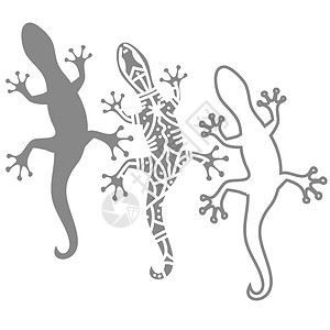 蜥蜴设计素材用白色背景上的salamander的光影画像背景