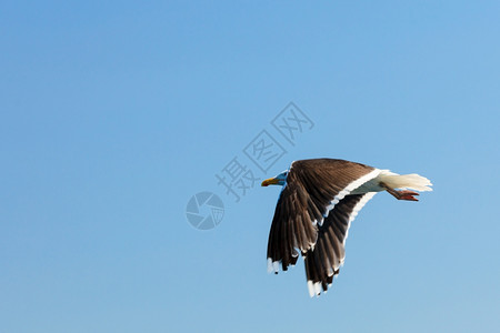 飞越蓝天的海藻边鸟类图片