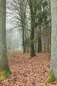 秋天森林的乡村路秋天日图片