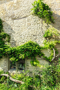 英格兰Bibury村有小窗户和绿树常春藤的旧石屋图片