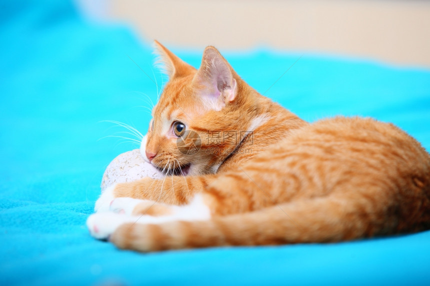 家里的动物红可爱小猫宠躺在床上玩球绿宝石毯子图片