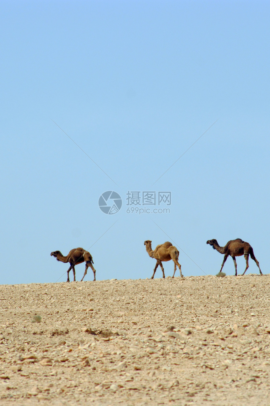 蓝天前的骆驼图片