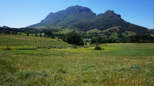 南非开普敦以外斯泰伦博施葡萄酒区山背景图片