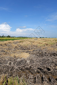 收获后在亚洲有蓝天的稻田收获后在亚洲有蓝天的稻田图片