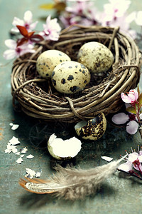 鸟巢中的围状东蛋和木桌上的春樱花图片