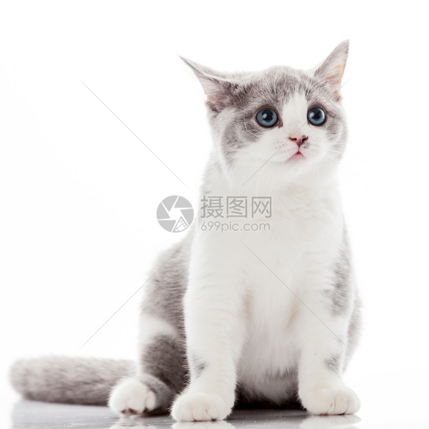 白背景的小猫灰色图片