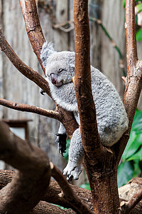小八爪澳大利亚Koala熊睡在树干上Koala在澳大利亚Eucalyptus树上放松背景