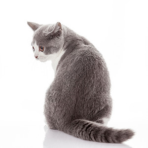 白背景的小猫灰色图片