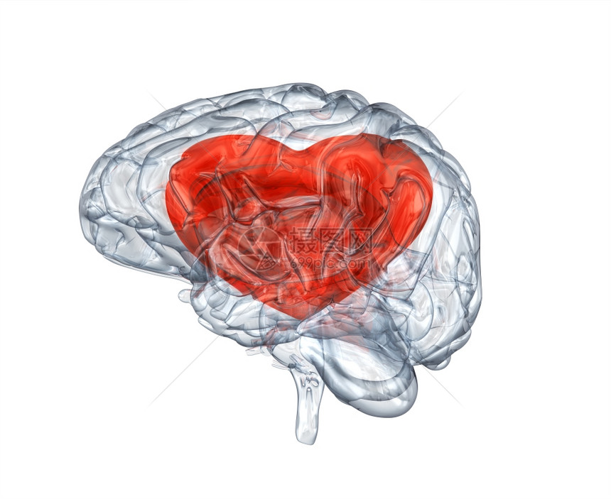 带有心脏的玻璃人大脑图片
