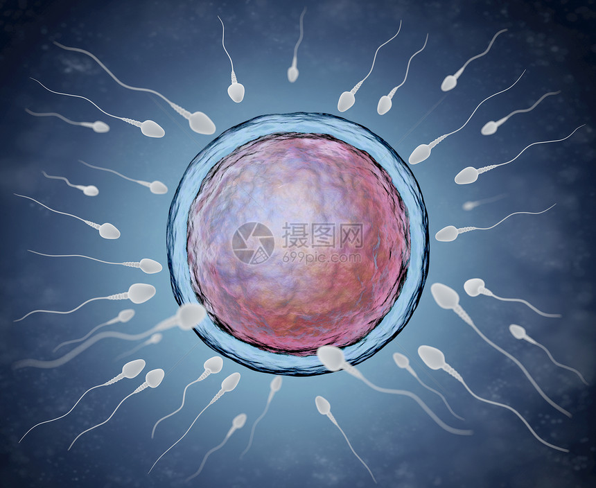 精子和蛋细胞说明图片