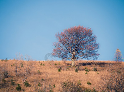 秋山丘的孤树图片