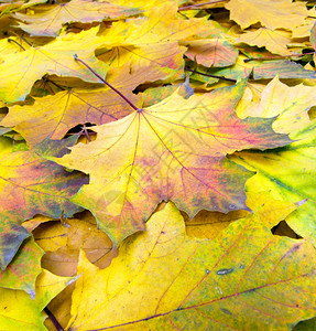 落下的秋叶图片