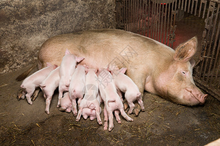 养猪工厂畜牧业的养猪图片素材
