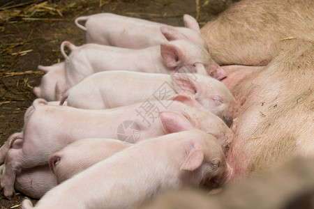 养猪工厂哺乳动物养猪图片素材
