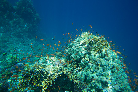 美女潜水员珊瑚礁有软和硬有异国鱼类背景