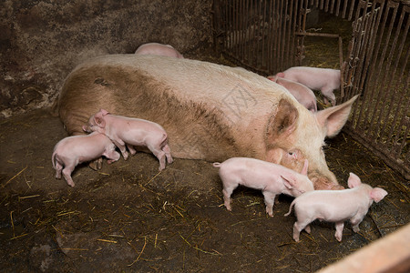 养猪工厂动物养猪图片素材