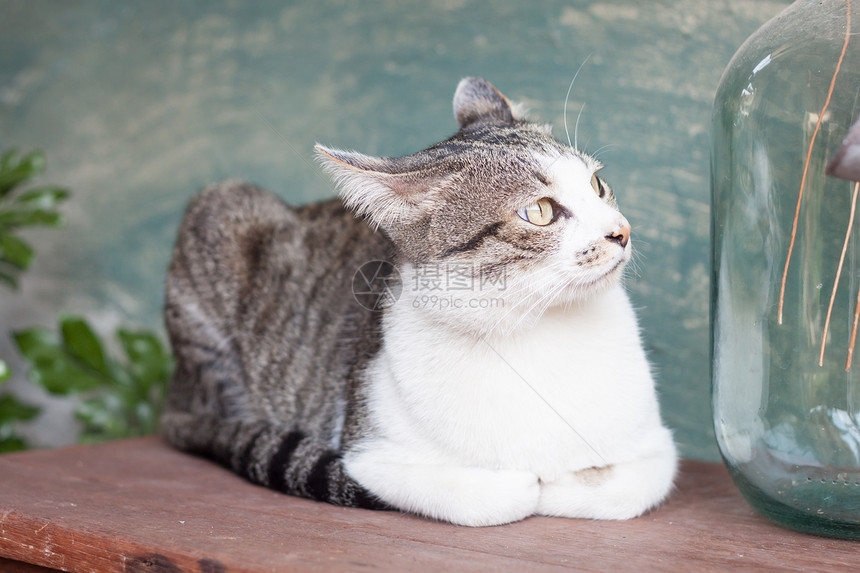 山猫躺在木制桌子上鱼群照片图片