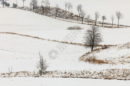 冬季和节特有山地树木覆盖着白新雪图片