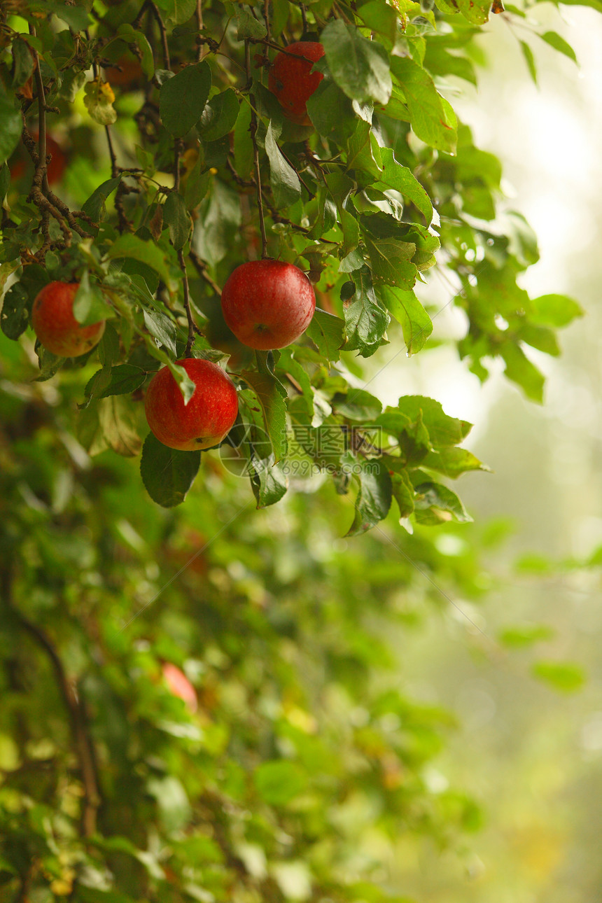 树上生长的苹果实红苹天然产品图片