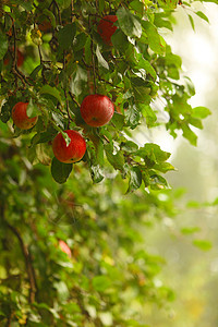 树上生长的苹果实红苹天然产品背景图片