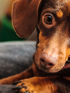 在家养动物室内床上放轻松达赫申吉华和Shihtzu混合狗图片