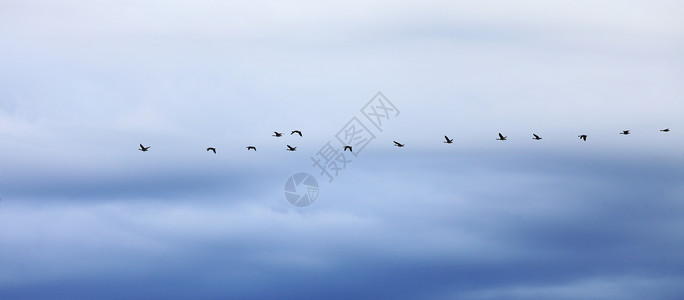 在迁徙的蓝天中鹅群成飞翔图片