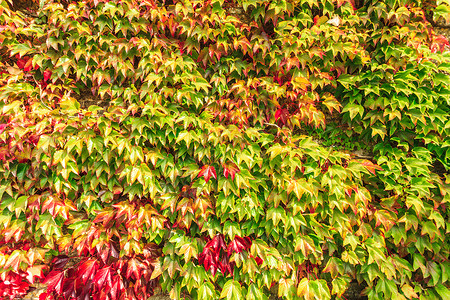 秋天自然背景长城满了绿红藤叶高清图片
