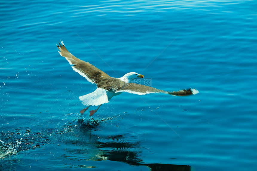 海鸟在蓝天上飞翔降落图片
