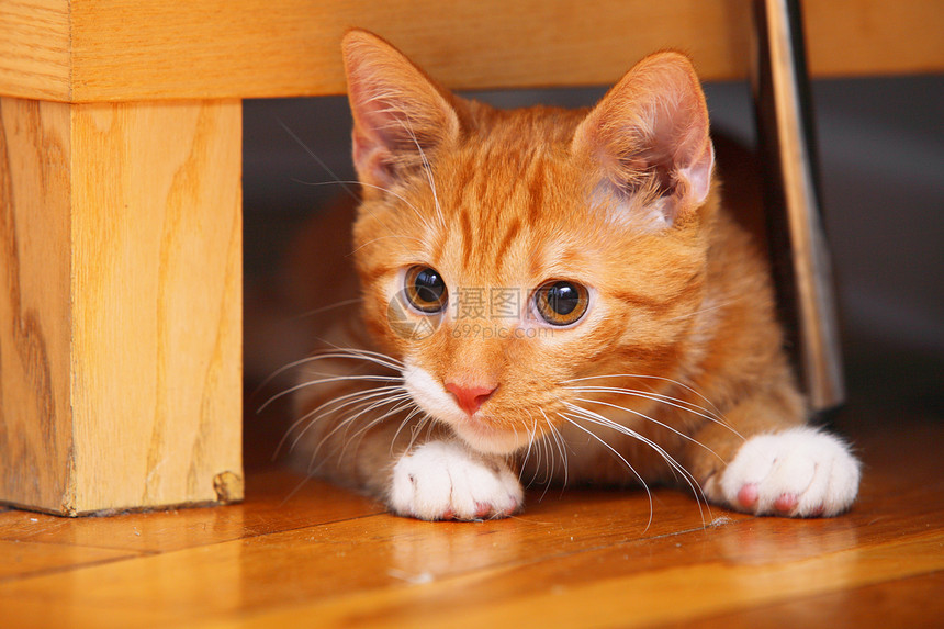家里的动物红可爱小猫咪趴在地板上图片