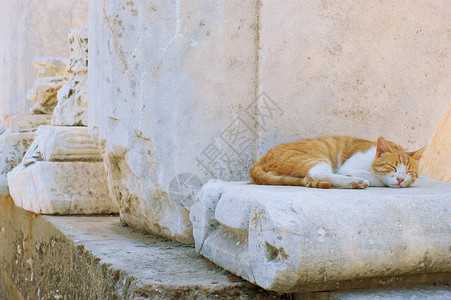 古代柱形和猫图片