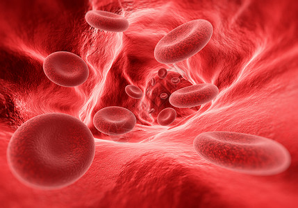 血管中的细胞图片