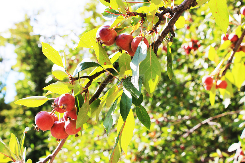 红苹果在树上绿在上满红苹果在花园的树枝上图片