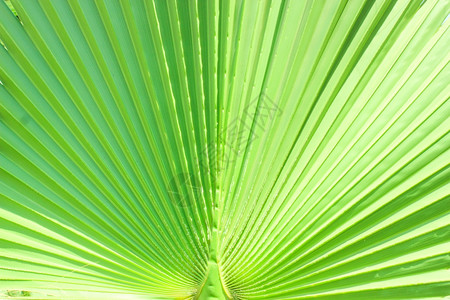 绿叶在阳光下关闭绿棕榈叶的线条和纹理图片