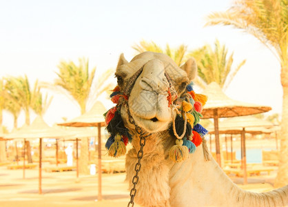 骆驼头部白独家骆驼脸部背景图片