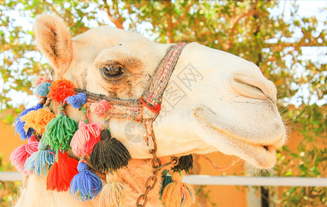 骆驼头部白独家骆驼脸部背景图片