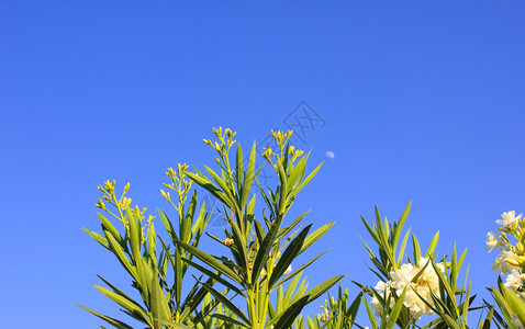 阳光照耀的白花蓝天空背景的花图片