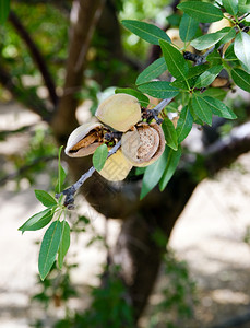 AlmondNuts树农场图片