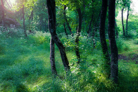 在森林中的阳光明日图片