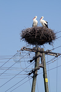 两只鸟在鸟巢窝图片