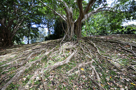 地下树根大树根在花园里大树根背景
