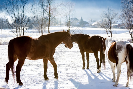 高地上美丽的马匹被雪覆盖背景图片