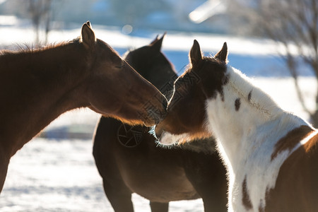 两匹美丽的马在雪覆盖田地上做两匹美丽的马图片