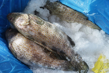 鱼类市场上的冰新鲜鱼群图片