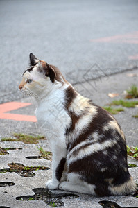 近身的街头猫野家畜可爱的条纹街猫图片