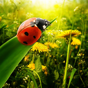 田野上的Ladybug阳光图片