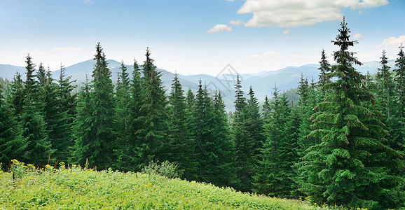 在高山背景上美丽的松树背景图片