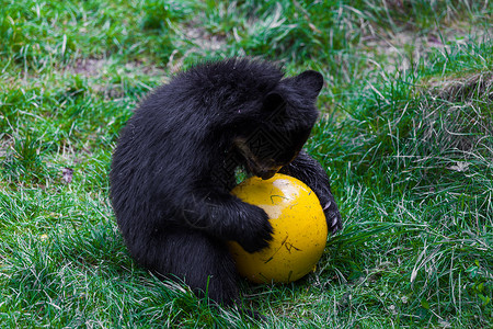 熊小的小熊玩球的野背景