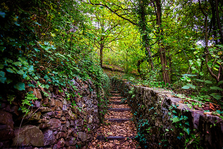 绿色森林的石头楼梯以脚攀爬的足迹图片
