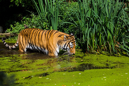 老虎在水里图片