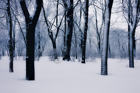 公园的雪树背景图片